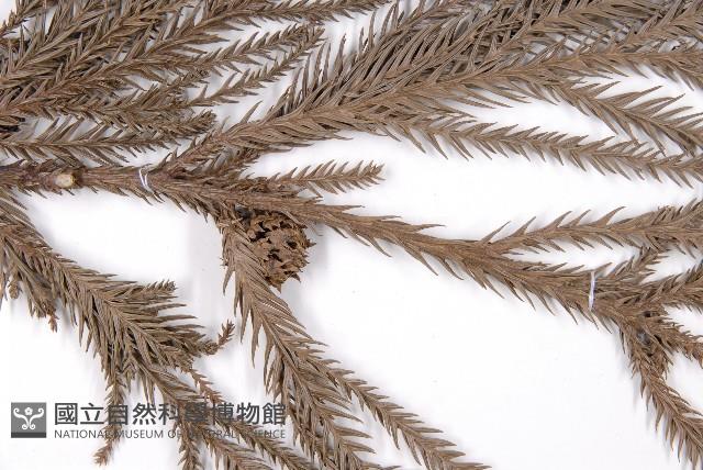 柳杉藏品圖，第4張