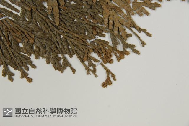 福建柏藏品圖，第4張