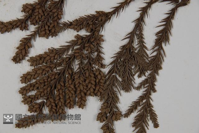 臺灣杉藏品圖，第4張