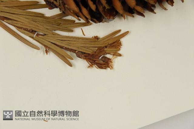 雲南油杉、杉松藏品圖，第4張
