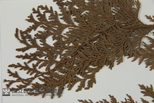 紅檜藏品圖，第4張