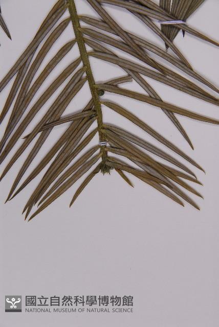 高山三尖杉藏品圖，第4張