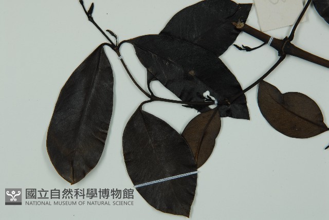 小葉買麻藤藏品圖，第4張