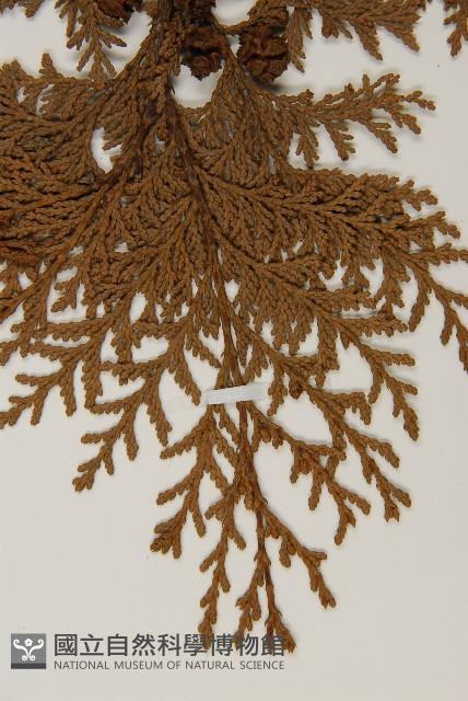 紅檜藏品圖，第4張