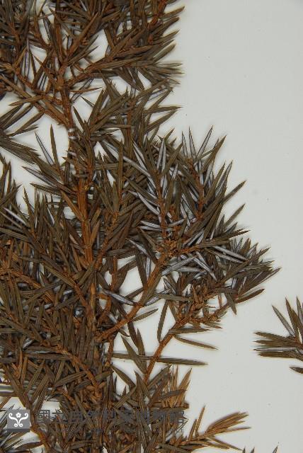 刺柏藏品圖，第4張