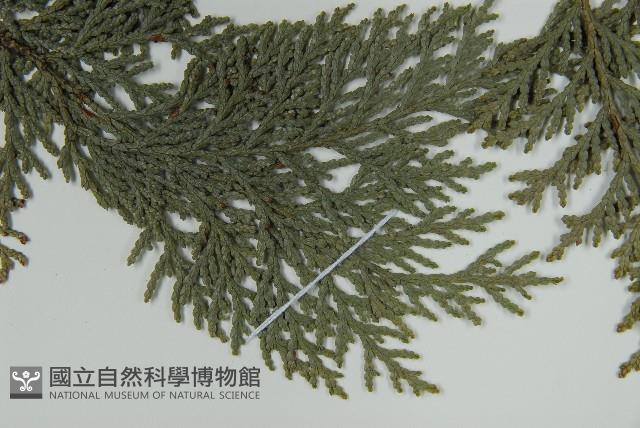 臺灣扁柏藏品圖，第4張