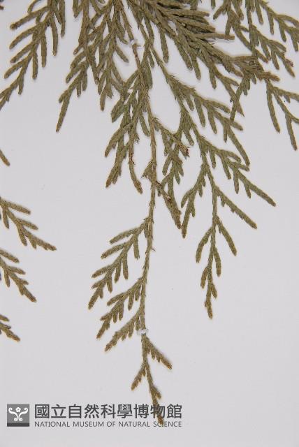 Chinese weeping cypress Collection Image, Figure 4, Total 5 Figures