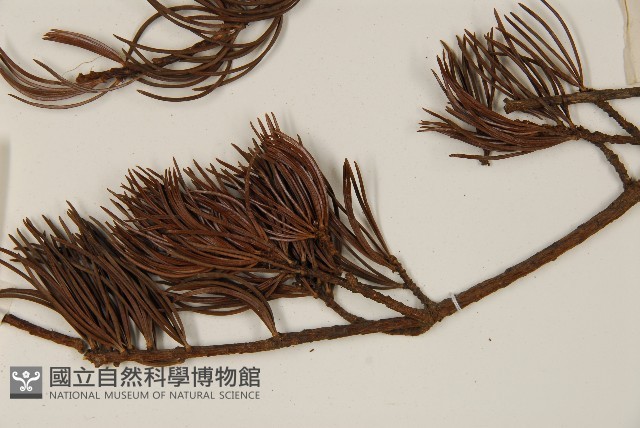 華南五針松藏品圖，第4張