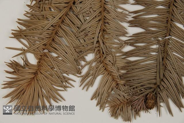 杉木藏品圖，第4張