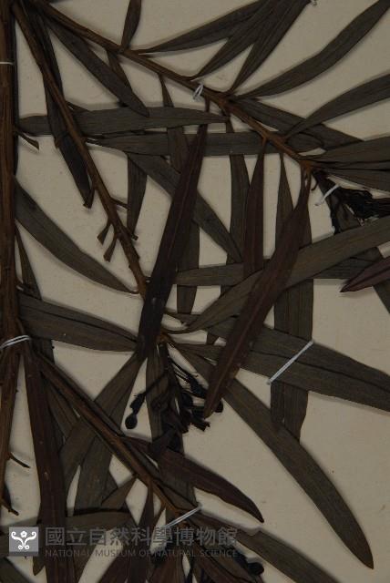 桃實百日青藏品圖，第4張