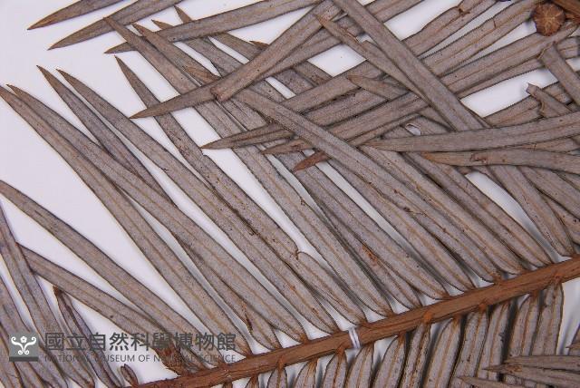 三尖杉藏品圖，第4張