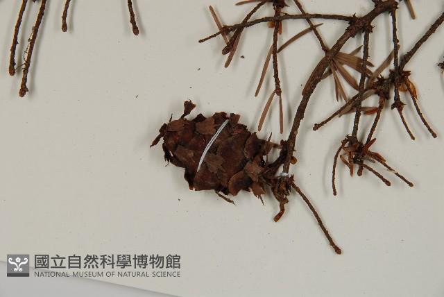 臺灣黃杉藏品圖，第3張