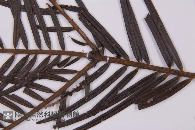 三尖杉藏品圖，第4張