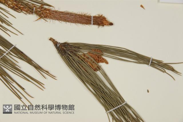 琉球松藏品圖，第4張