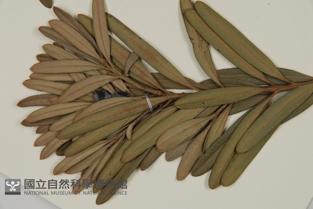 蘭嶼羅漢松藏品圖，第3張