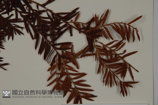 臺灣紅豆杉、紫杉、南方紅豆杉藏品圖，第4張