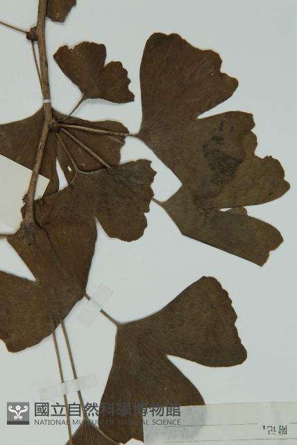 銀杏藏品圖，第4張