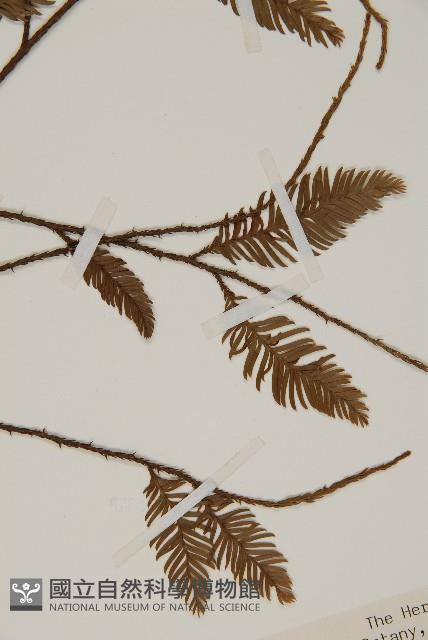 Accession Number:G000290 Collection Image, Figure 4, Total 4 Figures