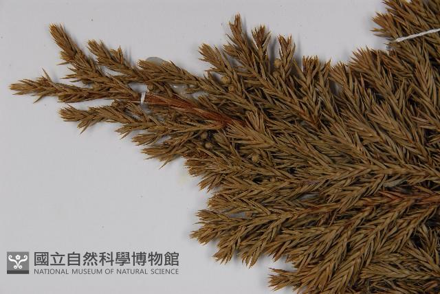 香青藏品圖，第4張