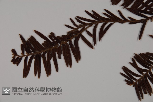 南方紅豆杉藏品圖，第4張