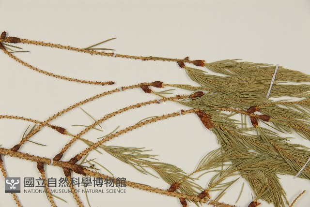 臺灣雲杉藏品圖，第4張