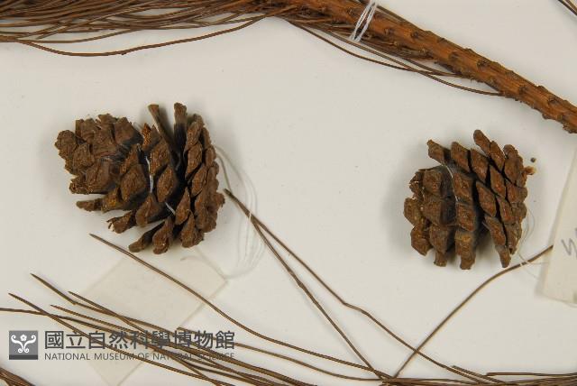 臺灣二葉松藏品圖，第3張