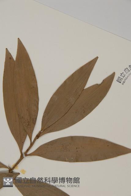 竹柏藏品圖，第3張