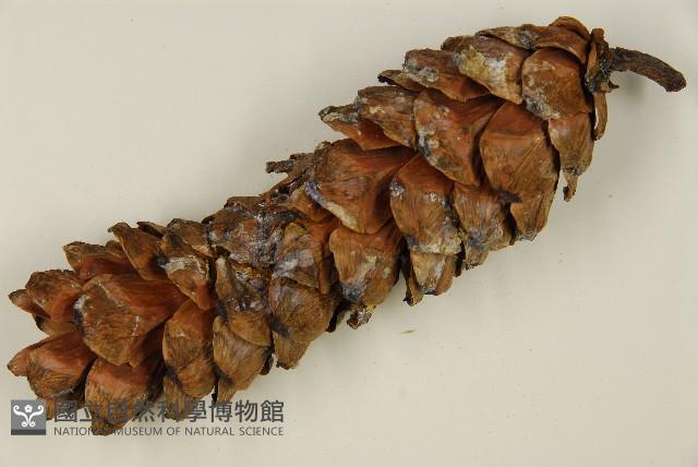 臺灣華山松藏品圖，第4張