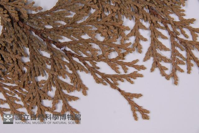 臺灣扁柏藏品圖，第4張