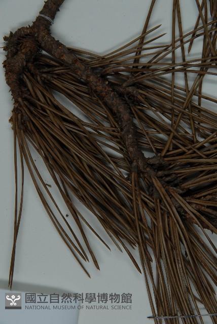 Black pine Collection Image, Figure 4, Total 4 Figures