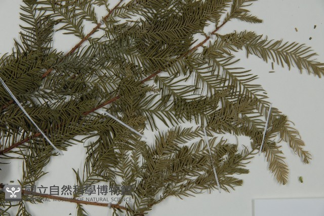 落羽松、美國水松藏品圖，第4張