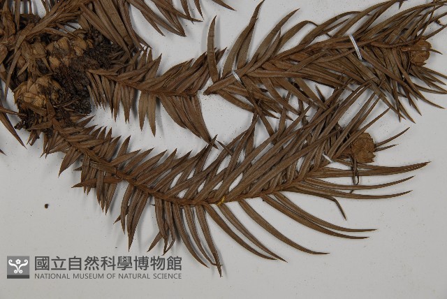 杉木藏品圖，第4張