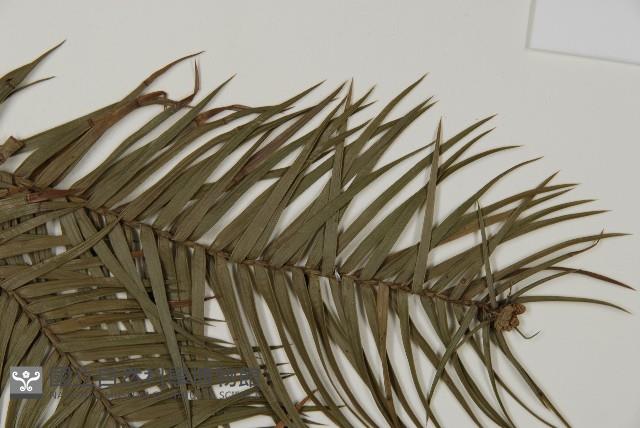 杉木藏品圖，第4張