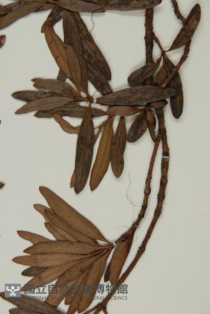 小葉漢松藏品圖，第4張