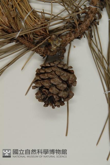 黑松藏品圖，第4張