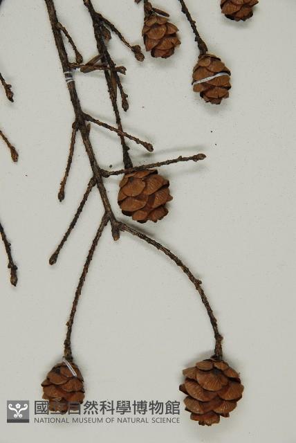 臺灣鐵杉藏品圖，第4張