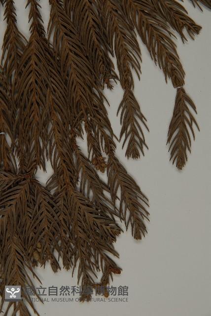 柳杉藏品圖，第4張