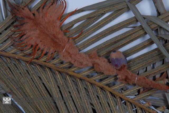 台東蘇鐵藏品圖，第3張