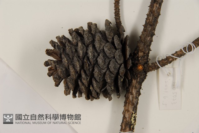臺灣二葉松藏品圖，第3張