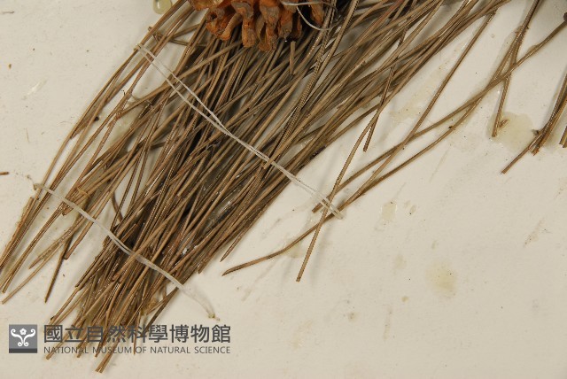 油松藏品圖，第4張