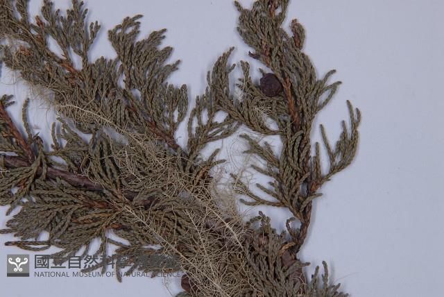 滇藏方枝柏藏品圖，第4張