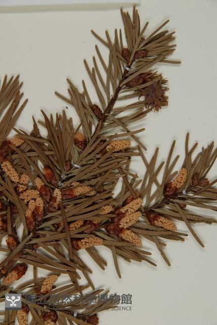 臺灣黃杉藏品圖，第3張