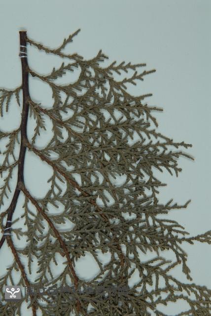 側柏藏品圖，第4張