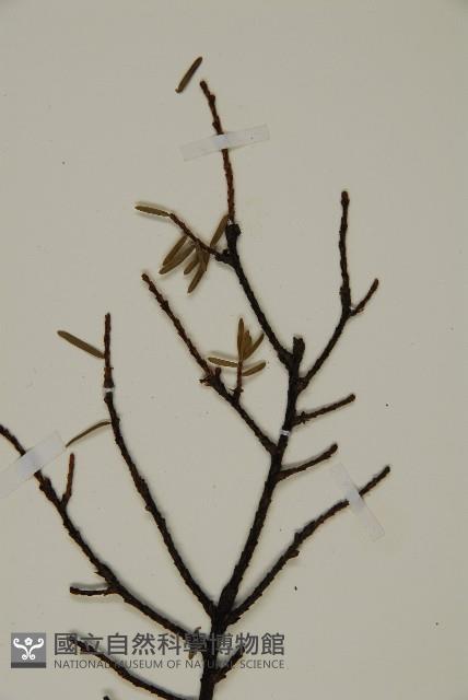 雲南鐵杉藏品圖，第4張