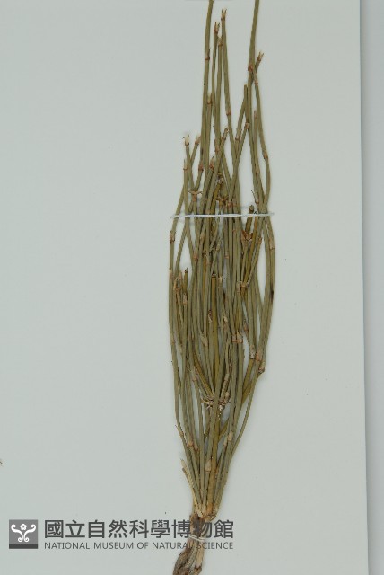 草麻黃藏品圖，第4張