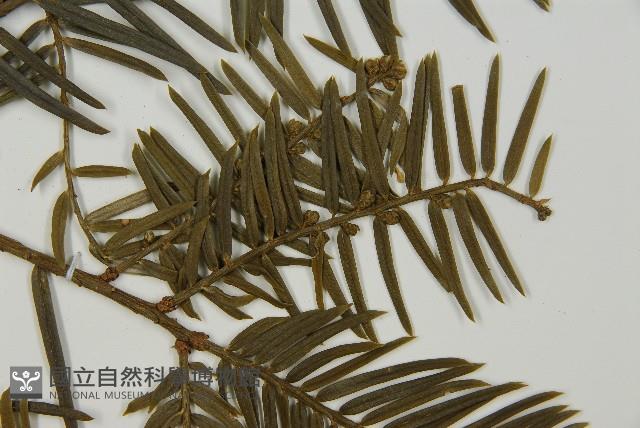 臺灣粗榧、台灣三尖杉藏品圖，第4張