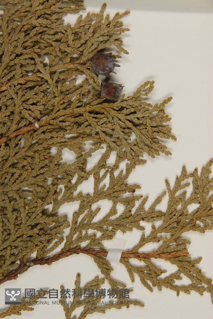 側柏藏品圖，第4張