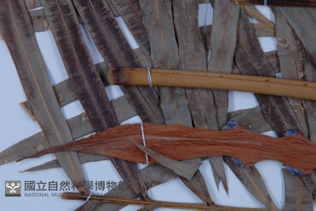 光果蘇鐵藏品圖，第4張