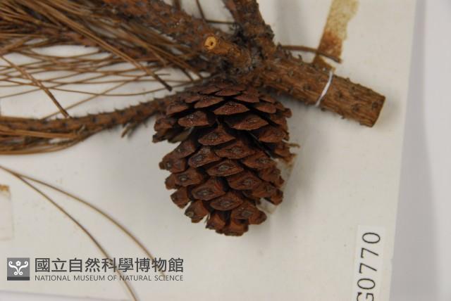 臺灣二葉松藏品圖，第3張