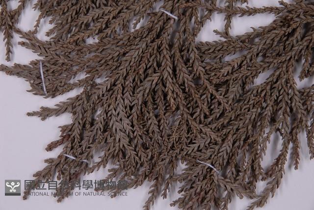 臺灣杉藏品圖，第4張